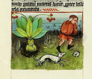 Mandragora oogsten, De Rerum Naturis - Rabanus Maurus, c.1425 door German School