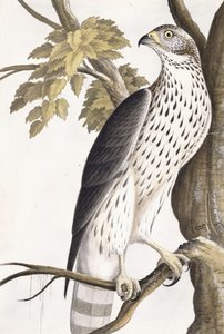 Havik, 1750-1800