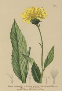 Havikskruid