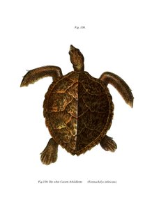 Echte karetschildpad