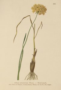 Heide Knoflook (Allium ericetorum, Allium ambiguum, Allium graminifolium) door German School