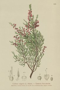 Struikhei