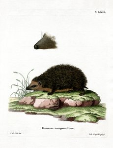 Egel