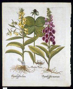 Herb Paris (Solanum quadrifolium), gewone vingerhoedskruid (Digitalis Purpurea) grote gele vingerhoedskruid uit Hortus Eystettensis door Basil Besler (1561-1629) gepubliceerd in 1613 door German School