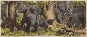 Kudde olifanten in een Afrikaanse jungle