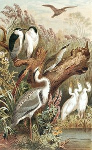 Reiger, plaat uit 