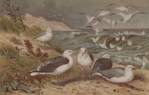 Zilvermeeuw en Grote Mantelmeeuw, plaat uit Brehms Tierleben: Allgemeine Kunde des Tierreichs, vol.6, p.108, gepubliceerd door Bibliographisches Institut, 1892