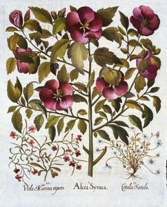 Hibiscus syriacus, Stinkende Kamille, uit Hortus Eystettensis, door Basil Besler, 1613 door German School