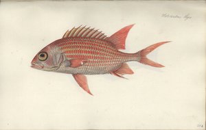Holocentrus ascensionis, voor 1790