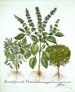 Heilige Basilicum en twee andere soorten basilicum, uit "Hortus Eystettensis", door Basil Besler door German School