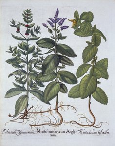 Horsemint en Spearmint, uit Hortus Eystettensis, door Basil Besler, gepubliceerd 1613