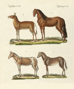 Paarden en ezels door German School