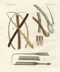 Menselijke en dierlijke haren