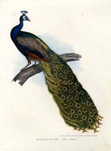 Indiase Blauwe Pauw, 1864 door German School