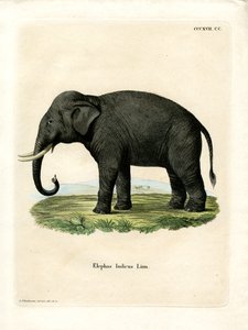 Indiase olifant door German School