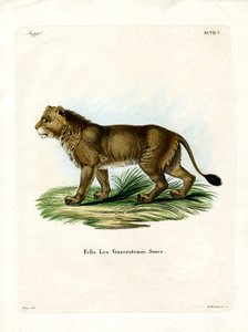 Indische Leeuw