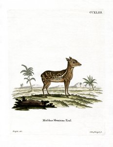 Indische Gevlekte Chevrotain door German School
