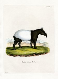 Indische Tapir