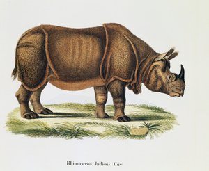 Indische neushoorns (Rhinoceros indicus), uit Zoogdieren geïllustreerd uit de natuur met beschrijvingen, door Johann Christian Daniel von Schreber, gravure en tekening door A Fleischmann, volume 6-7, tafel 317-D-D, Duitsland