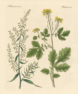 Inheemse specerijplanten