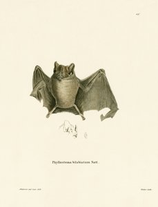 Ipanema Vleermuis