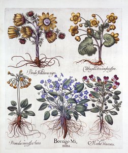 Ipheion Rolf Fiedler Lentester, Dotterbloem, Pseudo Helleborus, Driekleurig Viooltje en Sleutelbloem, uit Hortus Eystettensis, door Basil Besler, 1613