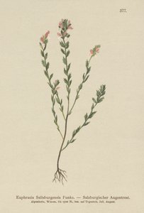Ierse Oogentroost (Euphrasia Salisburgensis) door German School