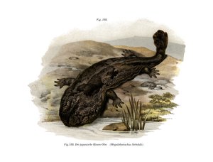Japanse Reuzensalamander