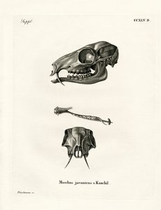Javaans Muishert