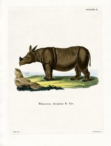 Javaanse Neushoorn door German School