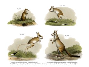 Jerboa, 1860