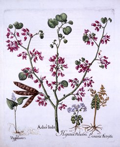 Judasboom, Lelietje-van-dalen, Maanvaren, Leverbloem, uit Hortus Eystettensis, door Basil Besler, 1613 door German School