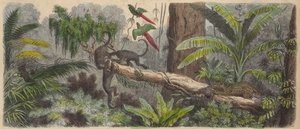 Jungle in Brazilië (gekleurde gravure)