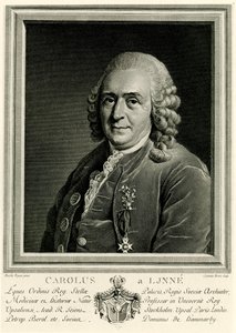 Karl von Linné door German School