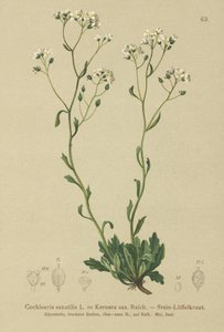 Kernera