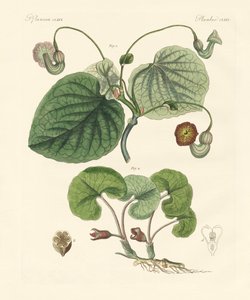 Soorten aristolochia planten door German School