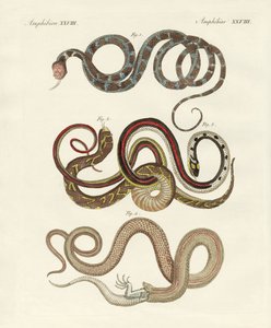 Soorten colubriden