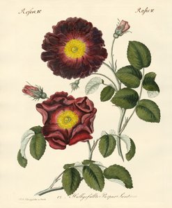 Soorten rozen