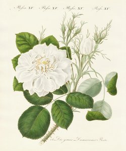Soorten rozen