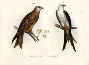 Wouw, 1864