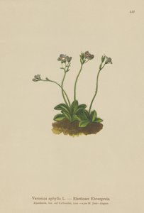 Bladloze Veronica