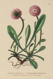 Bladloze Kogelbloem (Globularia nudicaulis)