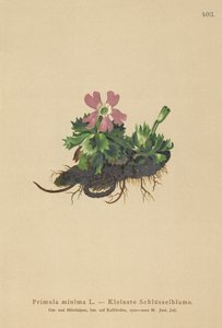 Kleine Sleutelbloem (Primula minima, Auriculastrum primula, Primula veris)