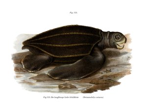 Lederschildpad