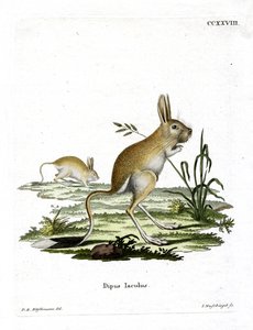 Kleine Egyptische jerboa door German School