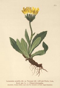 Kleine Havikskruid