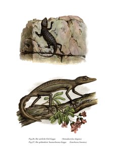 Lichtensteins Kortvingergekko
