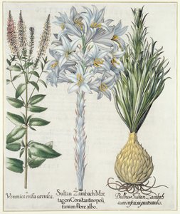 Lelie: 1.Sultan Zambach Martagon Constantinopolitanum flore albo 2.Veronica recta carnlea 3.Bol Sultan Zambach cuminfeunipartecaulis, uit Hortus Eystettensis door Basil Besler (1561-1629), pub. 1613 door German School
