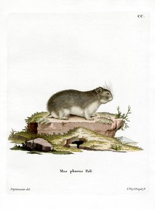 Kleine Grijze Hamster door German School