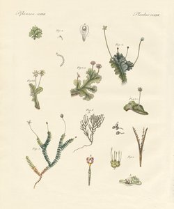 Levermos